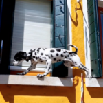 OpenAI Sora demo of a dog walking on a ledge